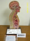 Nasogastric Intubation Model (鼻胃管模型)