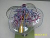 透明式肝臟模型