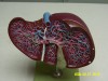 肝臟暨膽囊模型